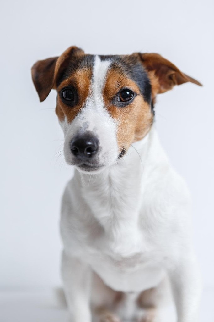 COMO ENTENDER A TU PERRO: LENGUAJE CORPORAL CANINO