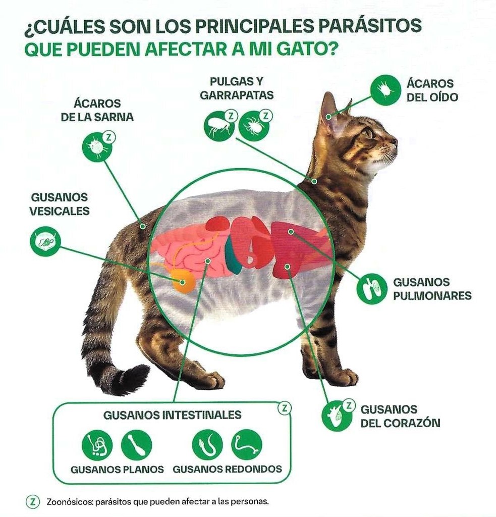 PROTEGE A TU FELINO AUNQUE NO SALGA DE CASA